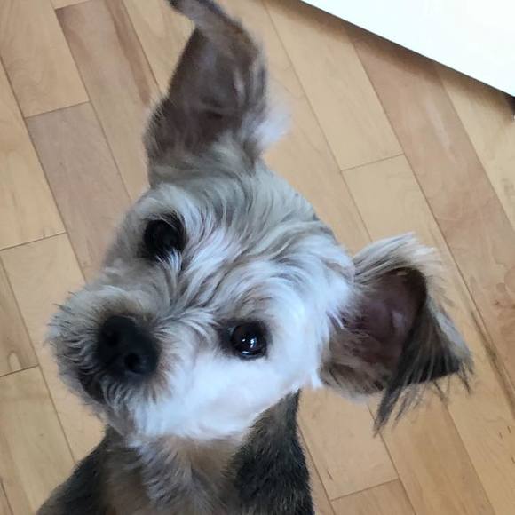 Meet your Posher, Marilyn - Picture 1 of 1